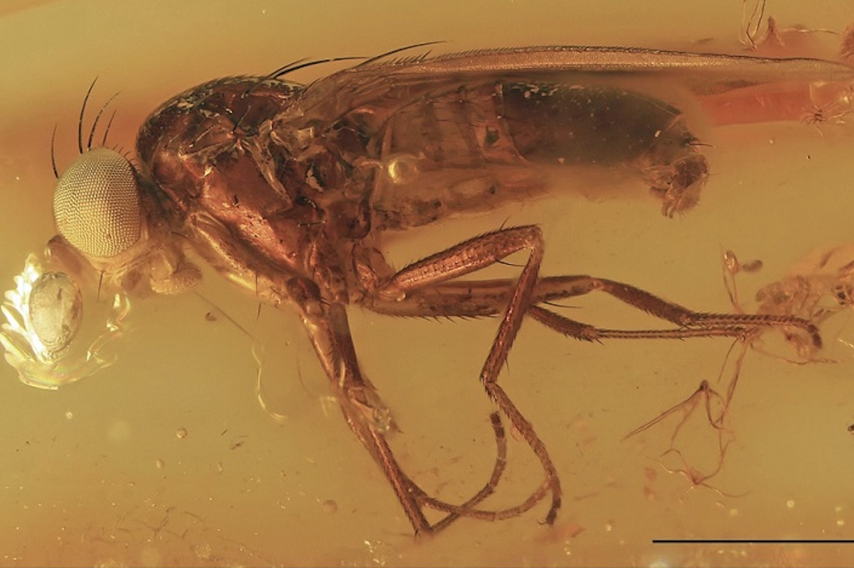 112-million-year-old creatures perfectly preserved in amber discovered in Ecuador - ancient time capsule