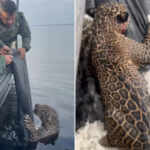 Jaguar Rescue