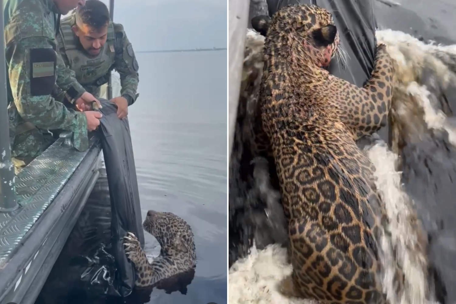 Jaguar Rescue