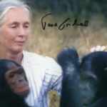 Jane Goodall