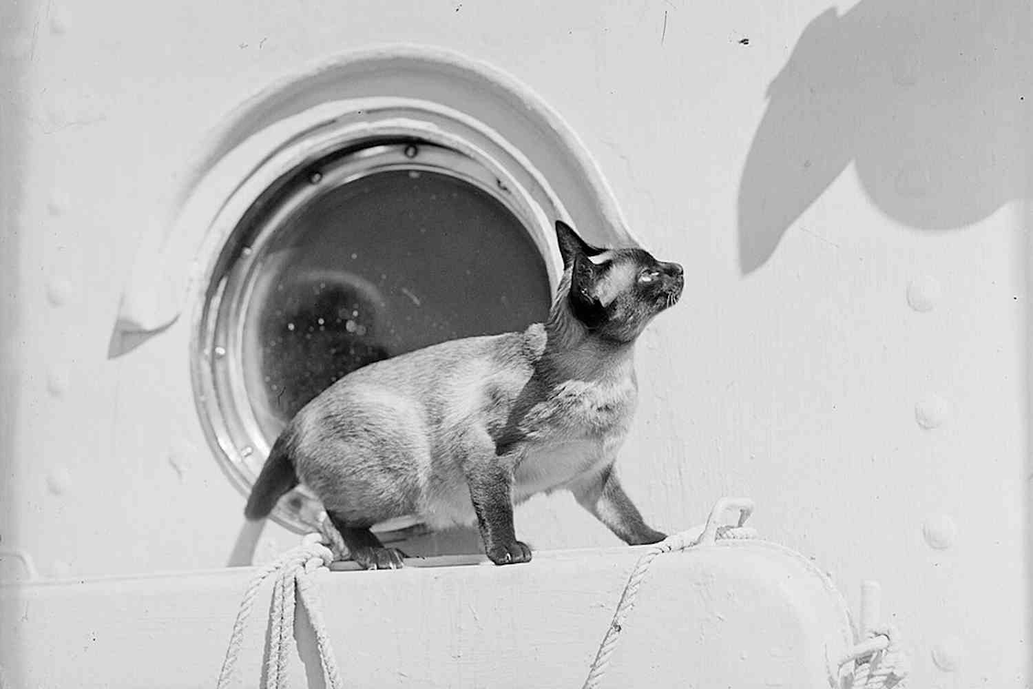 The incredible legend of Jenny, the Titanic cat who predicted the ship's fate (and saved a man)