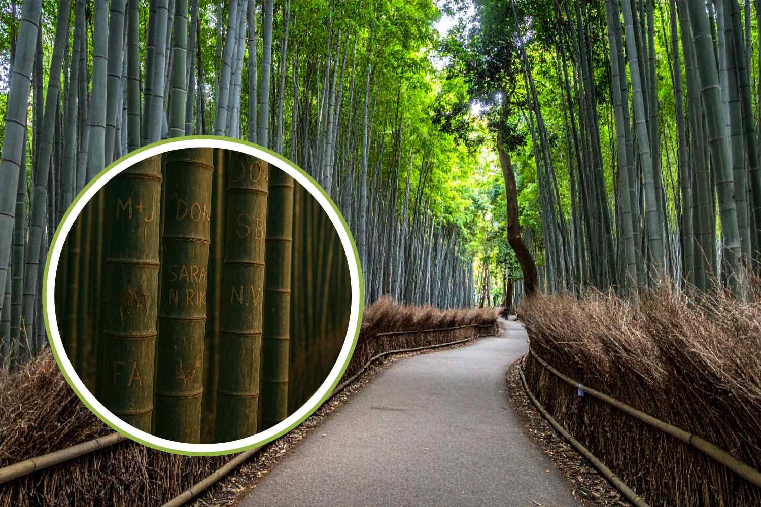 Kyoto's famous bamboo forest defaced by hundreds of tourist carvings