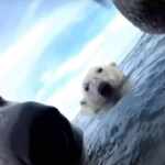 Arctic polar bears' survival struggle caught on camera: images are a cry for help