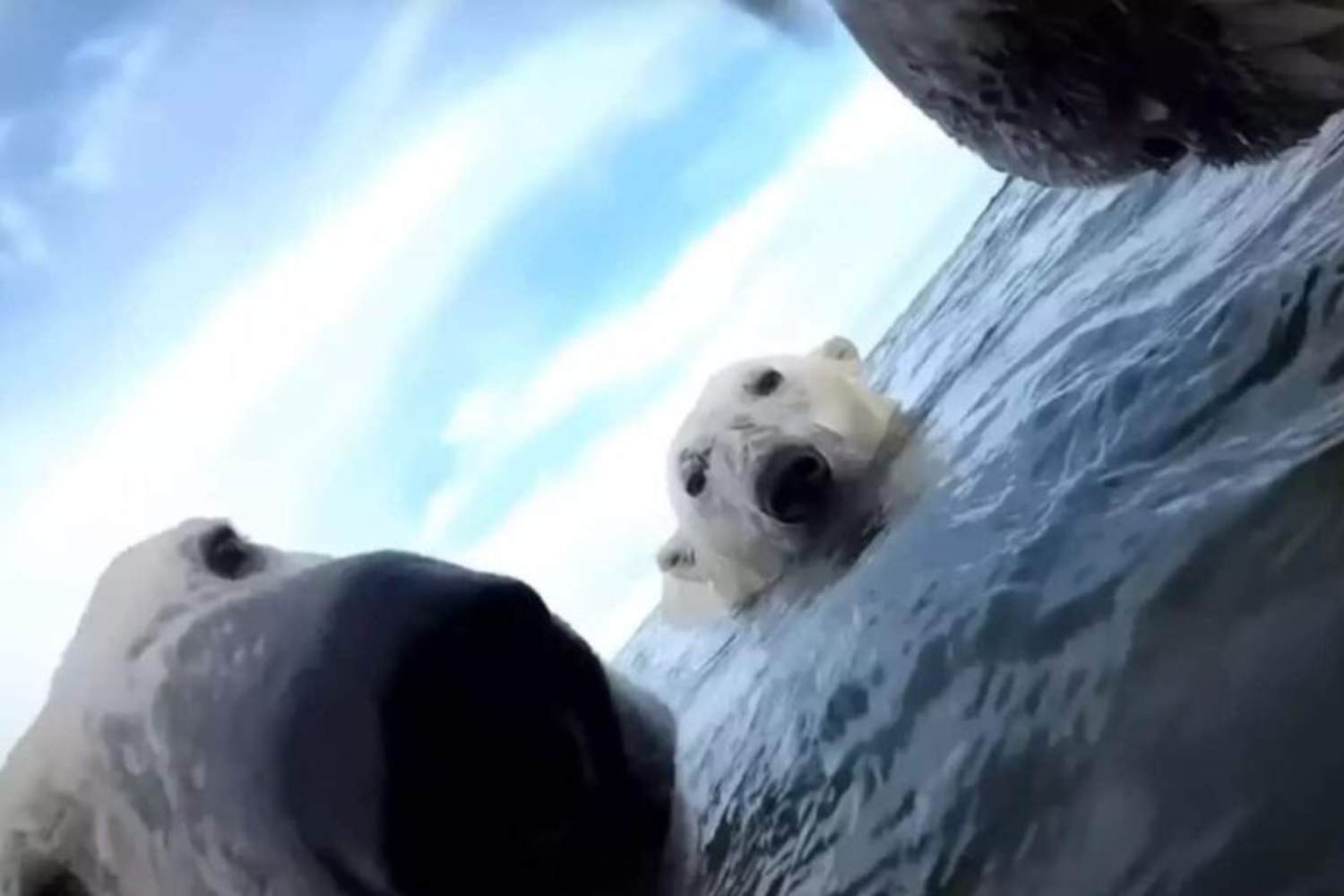 Arctic polar bears' survival struggle caught on camera: images are a cry for help