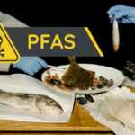 Fish on our tables full of PFAS: up to 12x over limits, Greenpeace investigation reveals