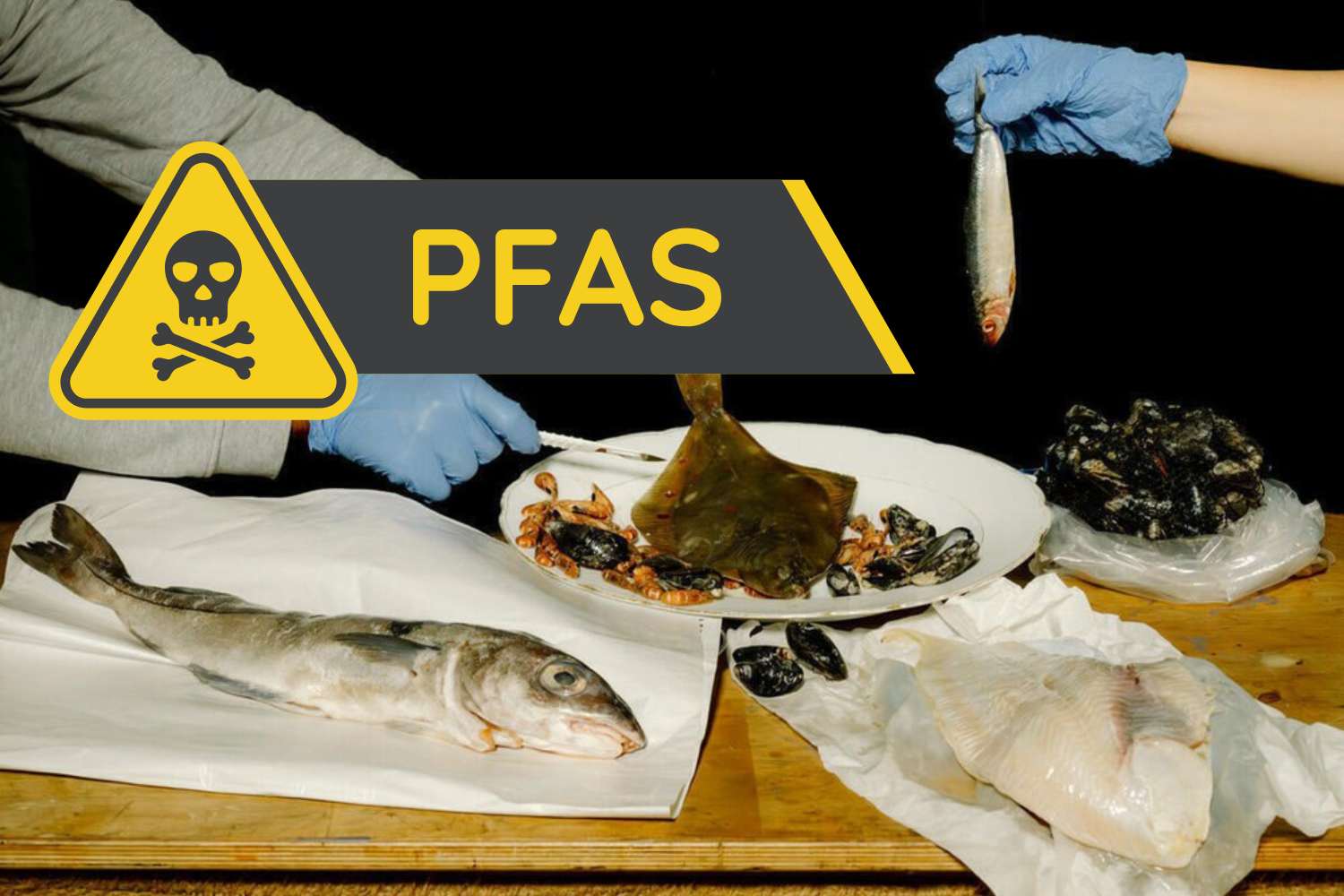 Fish on our tables full of PFAS: up to 12x over limits, Greenpeace investigation reveals