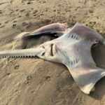 sawfish