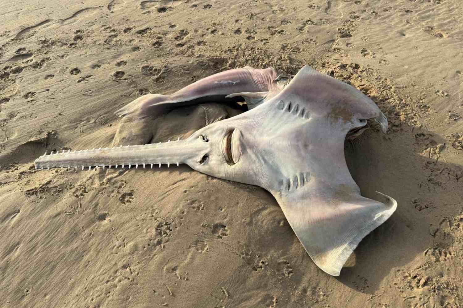 sawfish