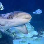 Sharks as pets, the new crazy (and dangerous) trend nobody asked for