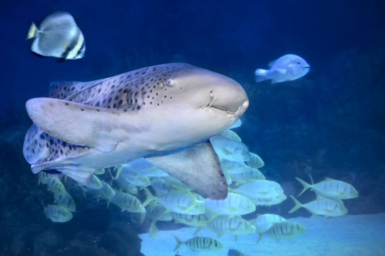 Sharks as pets, the new crazy (and dangerous) trend nobody asked for