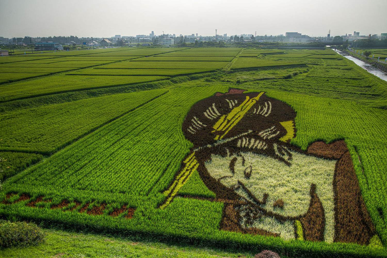 Japanese rice fields transformed into spectacular living works of art