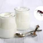 Forget Greek yogurt. The future is... ant yogurt