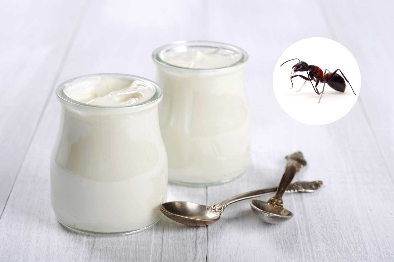 Forget Greek yogurt. The future is... ant yogurt